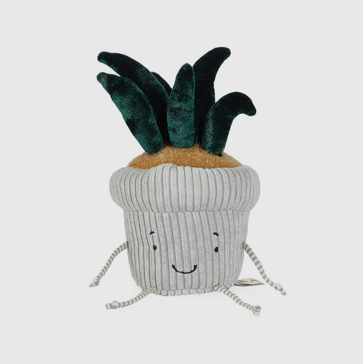 Snake Plant Window Pal
