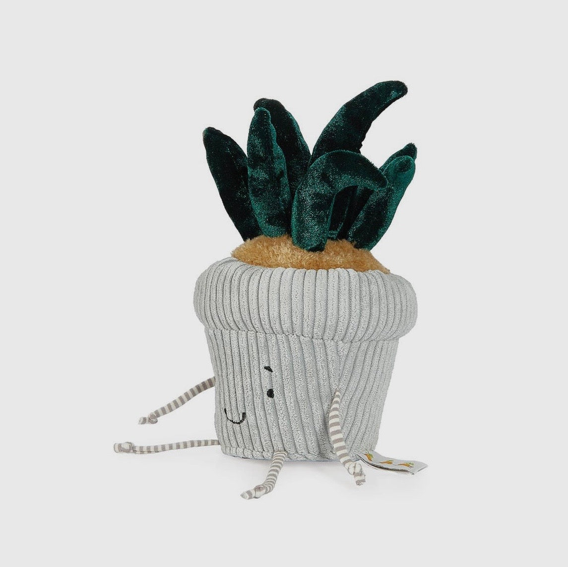 Snake Plant Window Pal